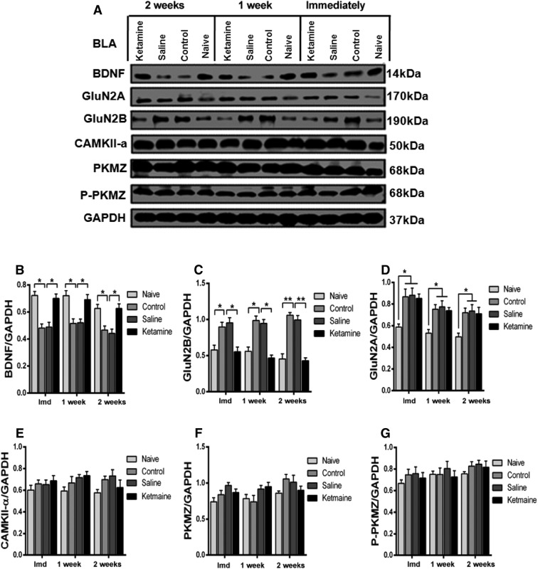 Fig. 6