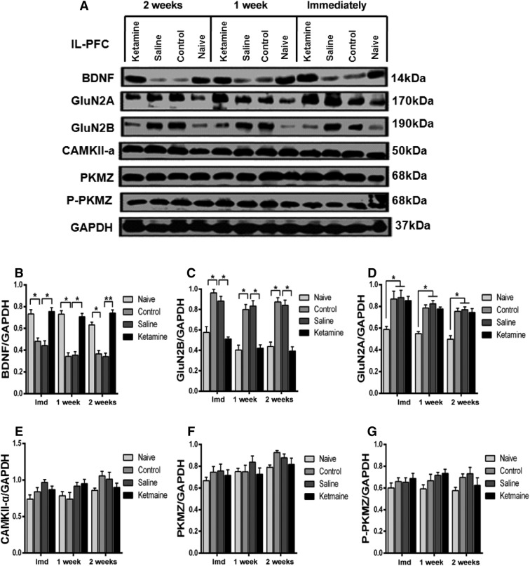 Fig. 7