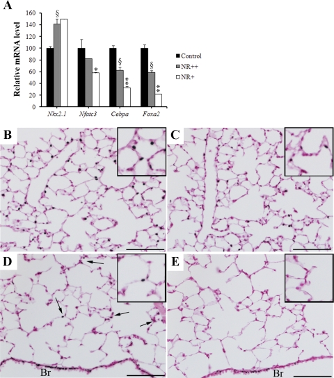 Fig. 9.