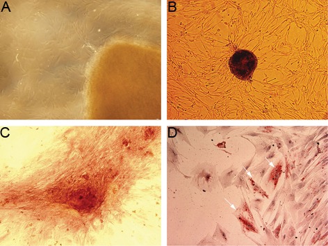 Fig.2