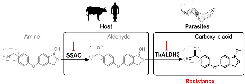 Fig 7