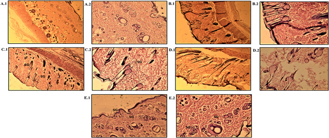 Fig. 7