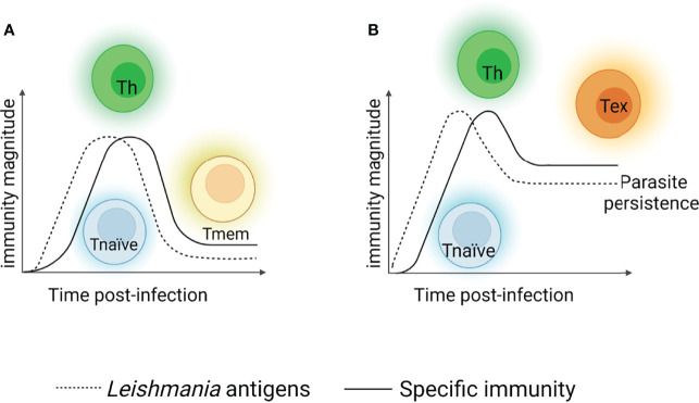 T Lymphocyte Exhaustion During Human And Experimental Visceral 