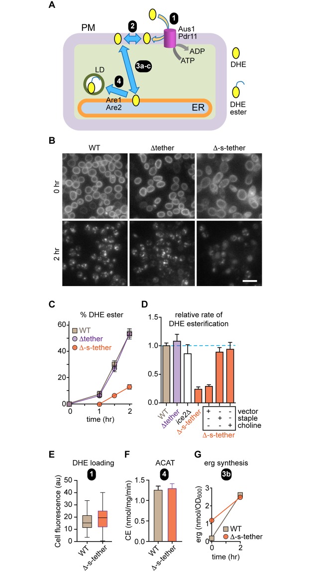 Fig 3