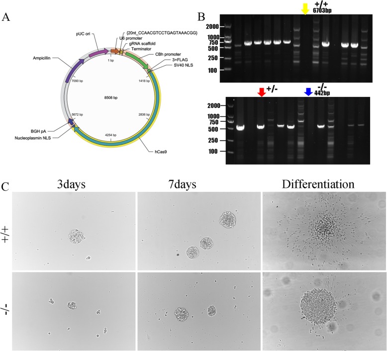 Fig. 10