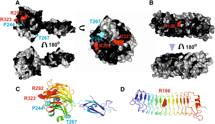 Figure 2