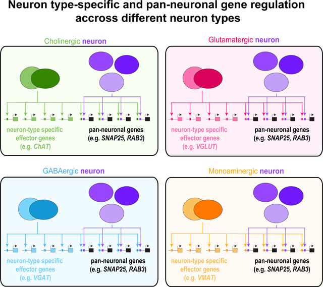 graphic file with name nihms-1782462-f0001.jpg