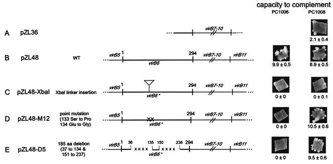 FIG. 1.