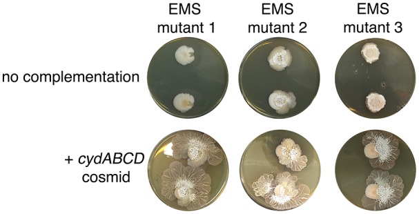 Figure 3—figure supplement 3.