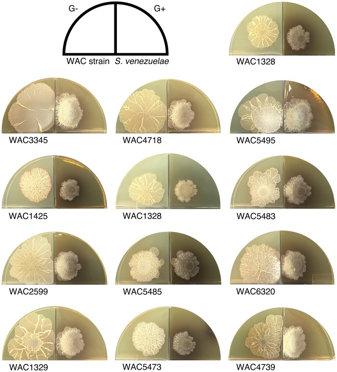 Figure 4—figure supplement 2.