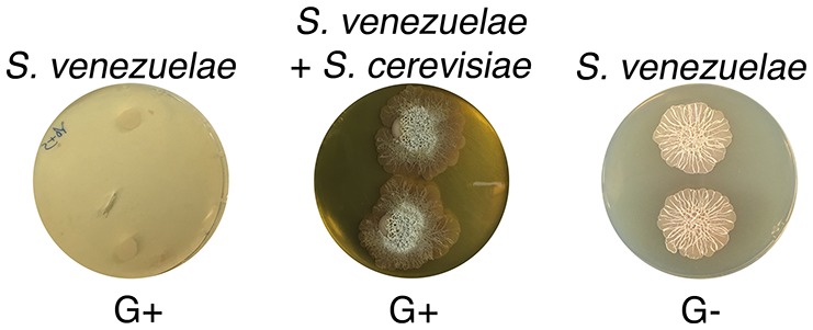 Figure 2—figure supplement 2.