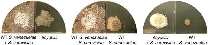 Figure 4—figure supplement 1.