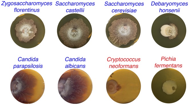 Figure 1—figure supplement 3.