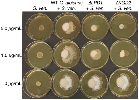 Figure 2—figure supplement 1.