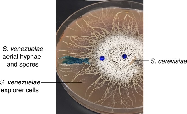 Figure 1—figure supplement 1.