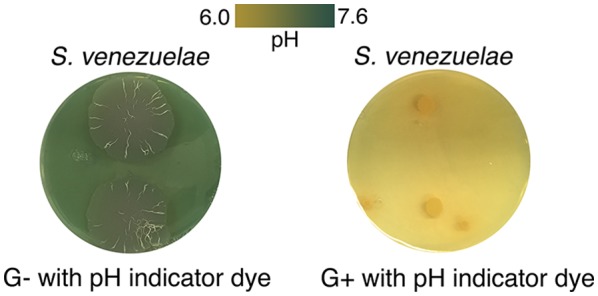 Figure 3—figure supplement 1.