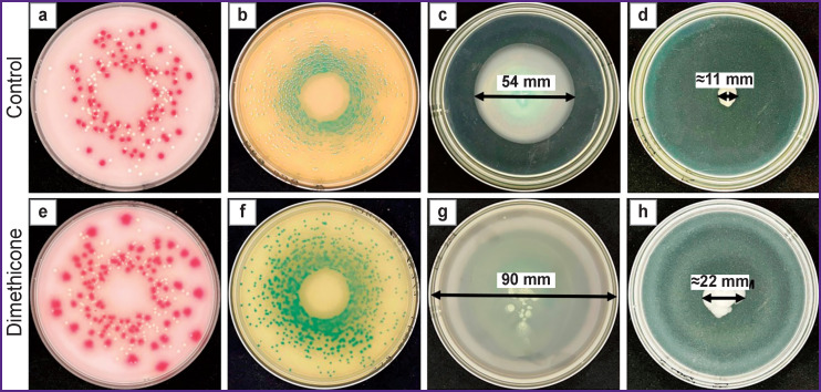 Standard images of bacterial growth on culture media under dimethicone layer and without its application: