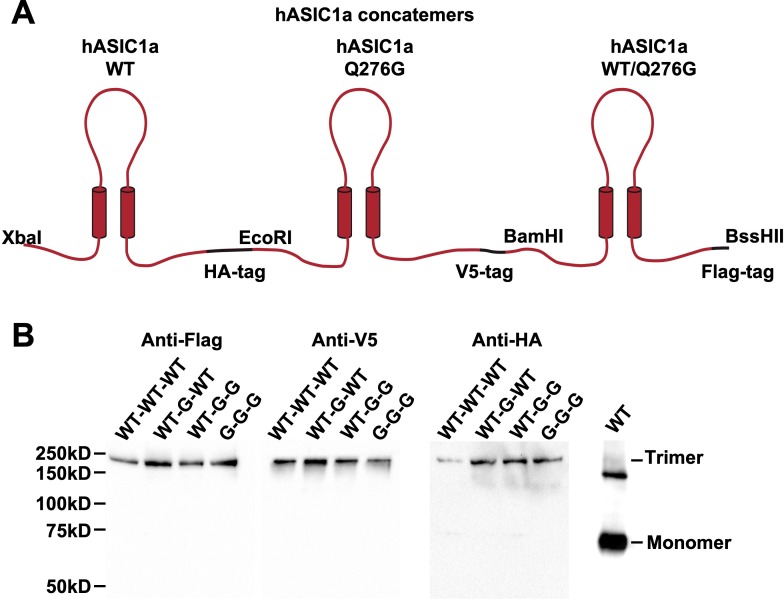 Figure 6—figure supplement 1.