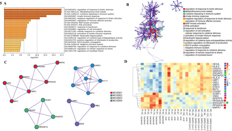 Functional enrichment analysis of differentially expressed genes related to immune responses includes bar chart of significant pathways, network diagram of gene interactions, protein modules, and heatmap of gene expression patterns.