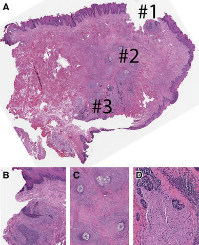 Fig. 2