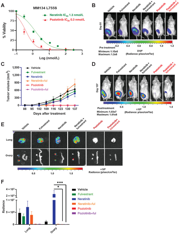 Figure 3. ER+ ILC L755S is resistant to neratinib but sensitive to poziotinib. A, Dose-response curves for HER2 WT and HER2 L755S cells grown in E2-deprived media, to which increasing concentrations of neratinib and poziotinib were added twice a week for 4 weeks. B, MM134 L755S cells were engrafted into mouse mammary ducts in the absence of E2 until tumor size reached 4.5 × 108 radiance. Bioluminescence images on day 81 (pre-randomization). C, Subsequently, the mice were randomized in the presence of vehicle or fulvestrant (250 mg/kg body weight of mice) or neratinib chow (40 mg/kg) or poziotinib chow (10 mg/kg). Tumor volume was measured by calipers, and tumor growth was monitored. The data are plotted as mean tumor volume in mm3 ± SEM, n = 7–8. The significance (P value) was calculated on day 56 post drug treatment or day 137 post injection, vehicle vs. poziotinib <0.0001, vehicle vs. poziotinib + fulvestrant <0.0001, neratinib vs. poziotinib <0.0001, neratinib vs. poziotinib + fulvestrant <0.0001, neratinib + fulvestrant vs. poziotinib < 0.0001, vehicle vs. neratinib N.S, and vehicle vs. neratinib + fulvestrant N.S. (N.S., no significance). D, Bioluminescence images on day 137 (endpoint). E, Representative bioluminescence ex vivo images of lung and ovaries of L755S mice in the presence or absence of indicated drugs. F, Bioluminescence radiance quantification of lungs and ovaries from E. *, P = 0.01; ***, P = 0.0003.