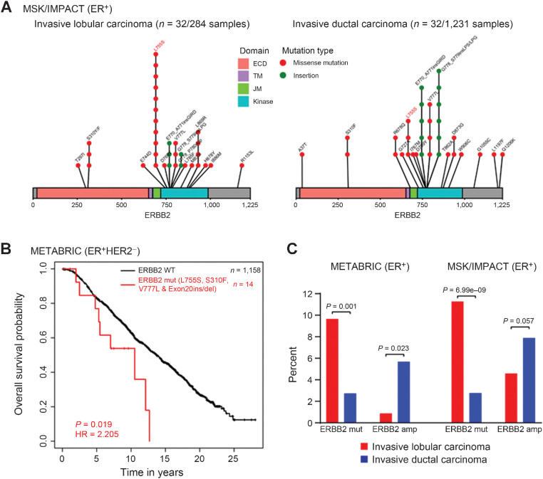 Figure 1. HER2 mutations are significantly enriched in ILC as compared with IDC, in ER+ primary and metastatic breast cancer. A, Lolliplot showing HER2 mutations identified from the MSK/IMPACT data set in ER+/ILC and IDC. Three HER2-mutant patient samples (T297I, L755S, and L869R) harbor co-occurring HER2 amplification in ILC. Five HER2-mutant patient samples (E770_A771insGIRD, R678Q, V777L, V777L, and A37T) harbor co-occurring HER2 amplification in IDC. Two patient samples in ILC have more than 1 co-occurring mutation. One patient sample in IDC has more than 1 co-occurring mutation. B, Kaplan–Meier curves showing OS analysis of recurrent selected HER2 mutations (L755S, S310F, V777L, and Exon 20ins/del) in the ER+ and HER2 nonamplified subsets of the METABRIC cohort. P value determined by the Wald test. HR is hazard ratio. C, The prevalence of HER2 mutations was examined in ILC and IDC using primary (METABRIC) and metastatic (MSK-IMPACT) ER+ sequencing studies. The ILC subset shows 9.65% (METABRIC) and 11.27% (MSK/IMPACT) prevalence as opposed to 2.73% (METABRIC) and 2.60% (MSK/IMPACT) in the IDC subset. In addition, the prevalence of HER2 amplification was examined in ER+ ILC and IDC cohorts. The ILC subset shows 0.87% (METABRIC) and 4.58% (MSK/IMPACT) prevalence as opposed to 5.68% (METABRIC) and 7.88% (MSK/IMPACT) in the IDC subset.