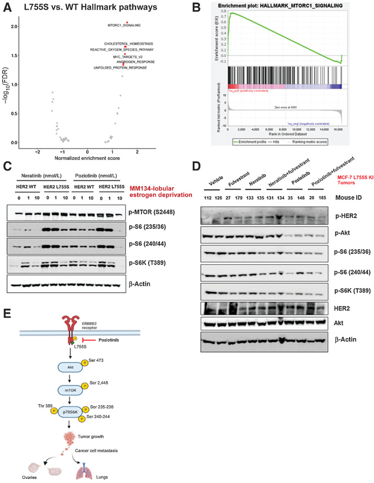 Figure 5. HER2 mutations activate the HER2–mTOR signaling axis and may be associated with neratinib or fulvestrant resistance, yet poziotinib treatment alone inhibits the HER2–mTOR signaling axis. A, MM134 HER2 WT or L755S cells were grown in low-estrogen conditions and subjected to RNA sequencing analysis. GSEA of the top upregulated and downregulated genes in L755S cells as compared with HER2 WT cells identified the mTOR signaling pathway as the most significantly enriched pathway in L755S cells. B, Gene enrichment pathway analysis of RNA sequencing data from A was performed. Normalized enrichment score (NES) for the mTOR pathway is 1.59 and false discovery rate q-value is 0.009. C, MM134 HER2 WT or L755S cells grown in low-estrogen conditions were treated with neratinib or poziotinib for 4 hours at the indicated concentrations. The cells were harvested and protein lysates were subjected to immunoblotting analysis for phospho-mTOR and its downstream substrate phospho-S6; protein expression. D, MCF7-L755S KI tumors were harvested from Fig. 4B, and protein lysates were subjected to immunoblot analysis for phospho-HER2, phospho-Akt, phospho-mTOR, and phospho-S6 protein expression. E, Schematic representation of mechanistic link describing poziotinib efficacy in inhibiting tumor growth and metastasis.