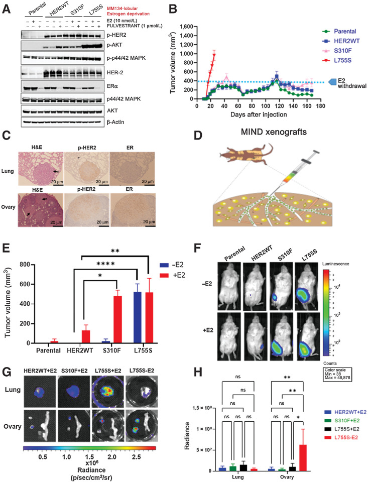 Figure 2. Allele-specific estrogen-independent tumor growth and metastasis of HER2 mutations in ER+ ILC. A, MM134 lobular parental cells or cells expressing HER2 WT or S310F or L755S were grown in low-estrogen conditions. The cells were treated in the presence or absence of fulvestrant or estradiol (E2) for 24 hours at the indicated concentrations and protein lysates were harvested. HER2 downstream signaling proteins were assessed by immunoblot analysis. B, MM134 parental cells or cells expressing HER2 WT or S310F or L755S were engrafted into mouse mammary fat pads in the presence of E2 until tumor size reached 250–400 mm3. Subsequently, E2 was withdrawn and tumor growth was monitored. Each data point represents the mean tumor volume in mm3 ± SEM, n = 7–8. C, L755S tumor-bearing mice from Fig. 2B were subjected to survival surgeries when the tumor volume reached 800–1,000 mm3, the mice were euthanized, lungs and ovaries were harvested, and IHC was performed for p-HER2 and ER-α. Scale bar = 20 μm. p-HER2 and ER staining was scored in these sections. Ovary p-HER2 (score: 3+), ER: positive 88% positive cells, lungs p-HER2 (score: +3), ER: negative 0% positive cells. D, Schematic representation of MM134 HER2 L755S luciferase coexpressing cells used in the MIND xenograft model. E, MM134 parental cells or cells expressing HER2 WT or S310F or L755S were engrafted intraductally in the presence or absence of E2, and tumor growth was monitored. The data are plotted as mean of tumor volume in mm3 ± SEM, n = 5. ***, P < 0.0001; **, P = 0.004; *, P = 0.04. F, Bioluminescence images of D on day 95. G, Representative bioluminescence ex vivo images of WT (+E2), S310F (+E2), L755S (+E2), and L755S (−E2). H, Quantification of the bioluminescence signal from F. **, P < −0.005; *, P = 0.01.