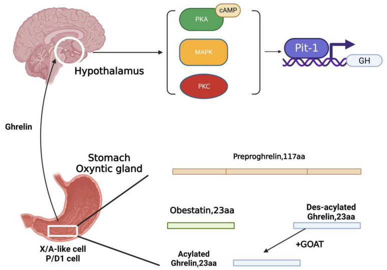 Figure 1