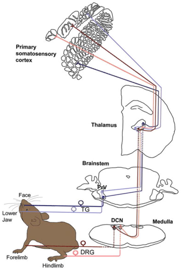 Fig. 1