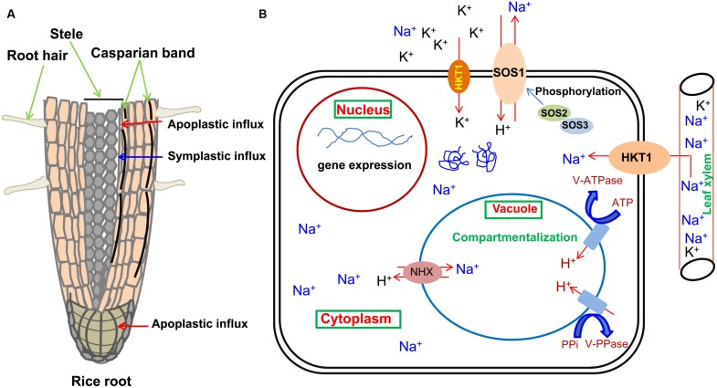 FIGURE 2