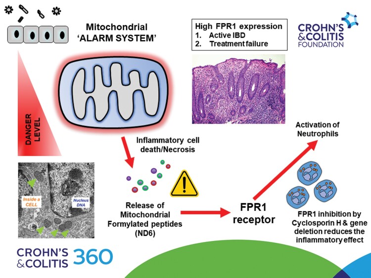 Graphical Abstract