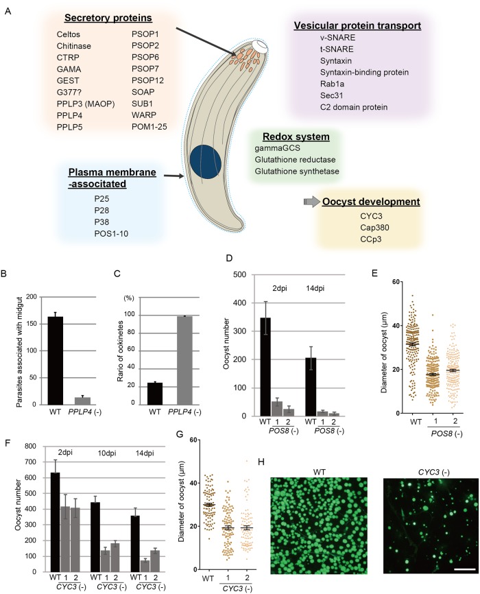 Fig 4