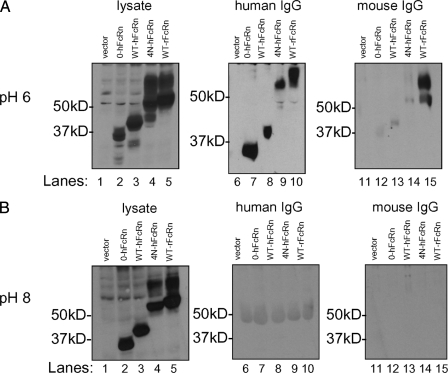 FIGURE 3.