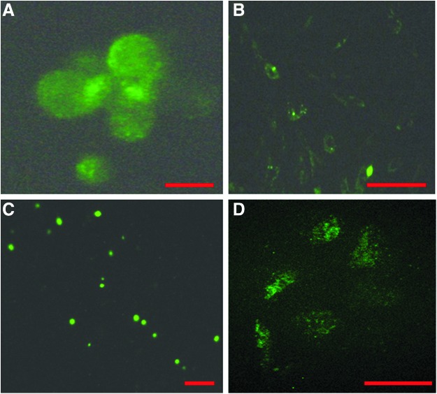 FIG. 6.