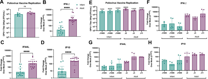 An illustration examines poliovirus vaccine replication and subsequent expression of IFNλ2, IFI44L, and IP10 transcripts between infant and adult enteroid monolayers, and across individual enteroid lines.