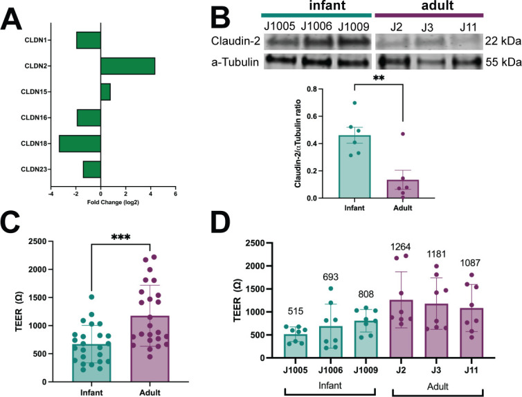 An illustration depicts fold changes in gene expression of different claudins, protein expression of Claudin-2, TEER measurements comparing infants and adult enteroid monolayers, and TEER values across individual enteroid lines.