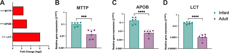 An illustration highlights fold changes in gene expression of MTTP, APOB, and LCT from RNA sequening analysis and bar graphs plotting relative expression levels measured by RT-qPCR in infants and adult enteroid monolayers.