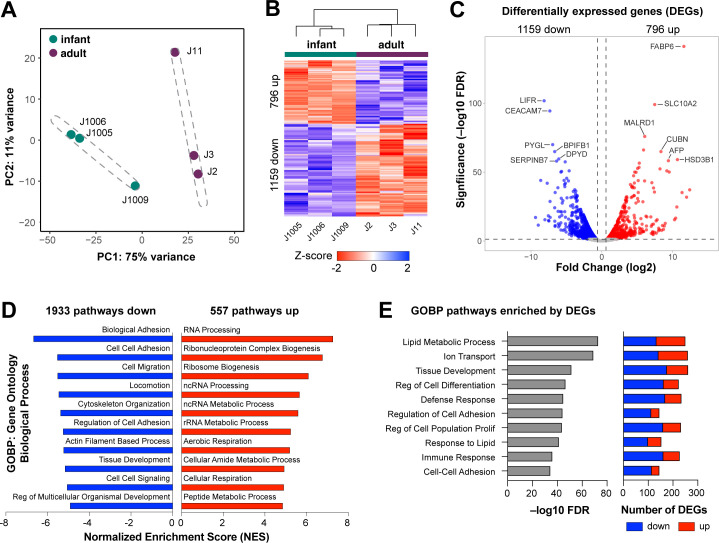 An illustration depicts PCA clustering, a heatmap of gene expression, a volcano plot of differentially expressed genes, pathways enriched in downregulated and upregulated genes, and GOBP pathways enriched by differentially expressed genes.