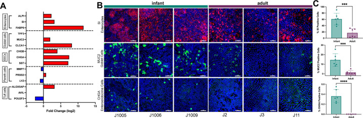 An illustration displays fold changes in gene expression of various cell type markers, immunofluorescence staining and quantification comparing expression of SI, MUC2, and CHGA-positive cells in infant and adult enteroid monolayers.