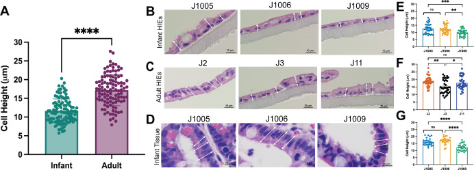 An illustration depicts comparison of cell height measurements between infant and adult enteroid monolayers, histological sections with bar graphs comparing cell heights of individual lines within infant and adult samples and infant tissue sections.