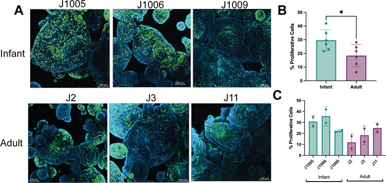 An illustration depicts Edu incorporation by proliferative cells in infant and adult 3D enteroids, with bar graphs comparing the percentage of proliferative cells between infant and adult enteroids and across individual enteroid lines.