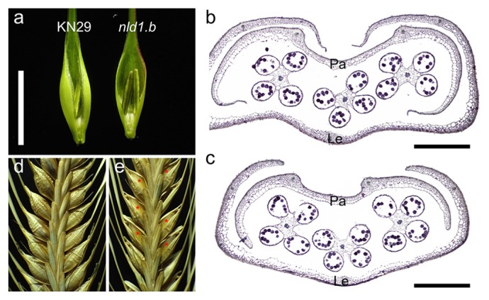 Fig. 5