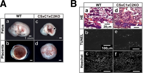 Fig. 8.