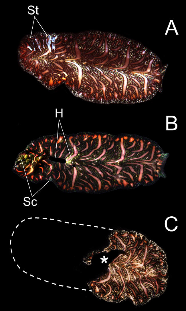 Figure 2