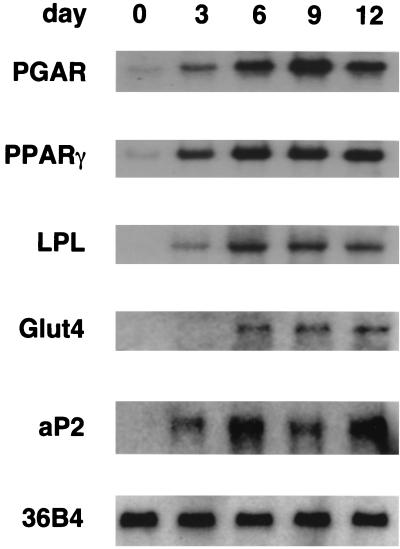 FIG. 6