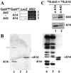 Fig 1.