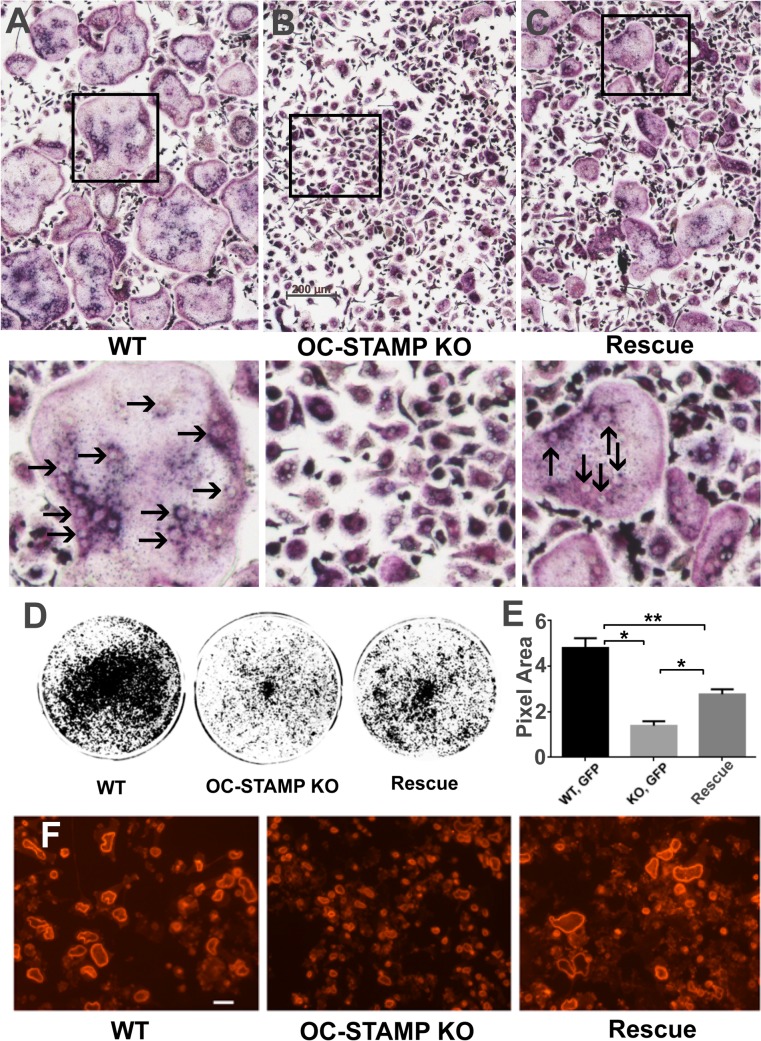 Fig 5