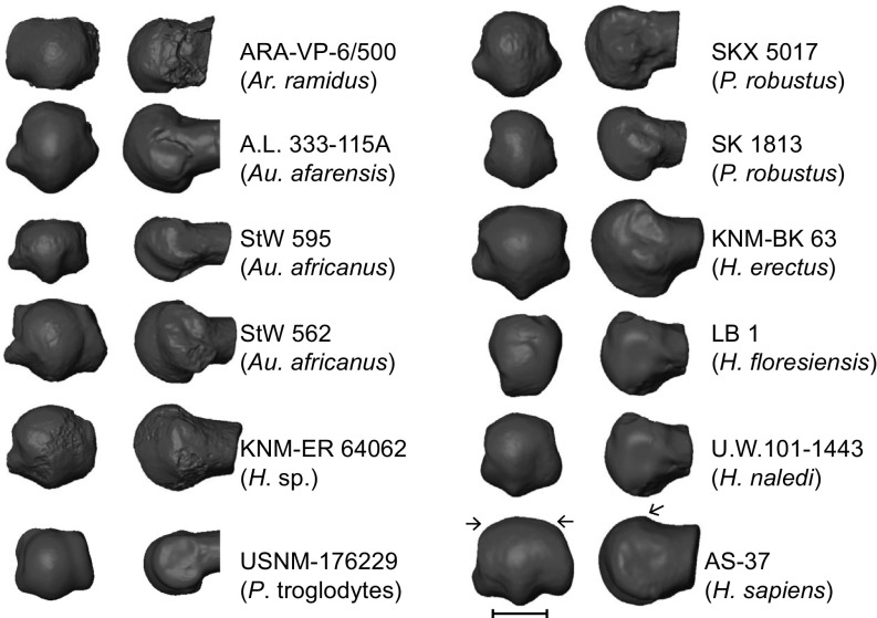 Fig. 3.