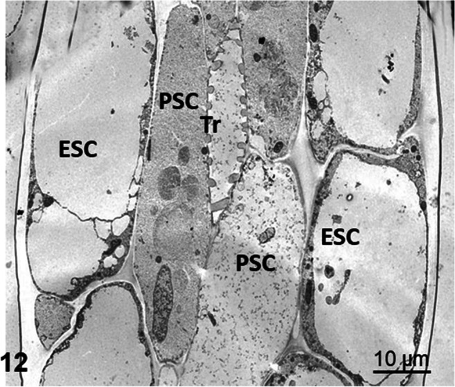 Fig. 12